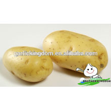 Новый картофель из свежих картофеля в продаже / картофель из голландского картофеля и батат